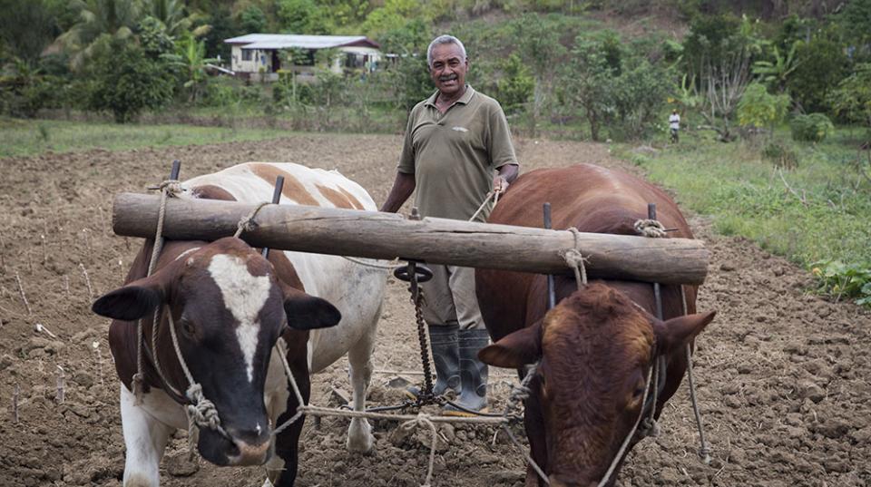 a man standing behind cattle in a field