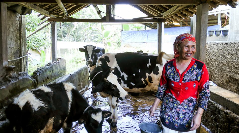 A woman in a barn with cows
