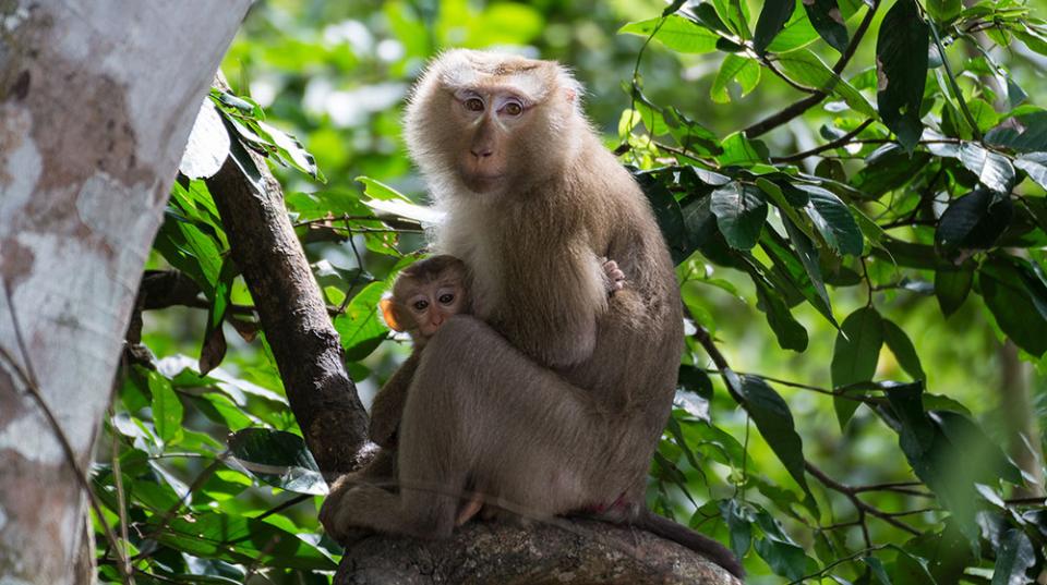 a mother and a baby monkey on a tree