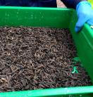 Black soldier fly larvae. Credit: Mellissa Wood, ACIAR