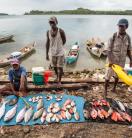 Reef fish for sale at Gizo market, Western Province, Solomon Islands. Photo by Filip Milovac / WorldFish 
