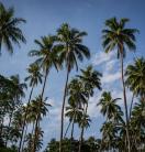 Coconut trees