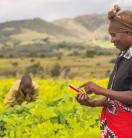 Satellite and cellphone imagery increases climate-smart crop insurance  