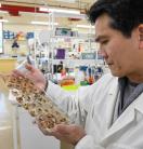 Scientist looking at fall armyworm specimens