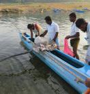 Men with a canoe and net filled with fish