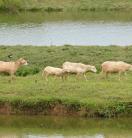 Sheep in Fiji