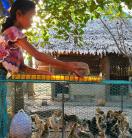 Young girl with a cage of baby chicks