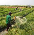 Watering shallots