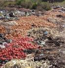 tomatoes in large pile of rubbish