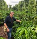 Crop of coffee plants growing in Vietnam