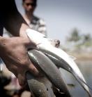 A close-up of hands holding fish