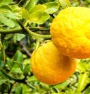 two lemons in a tree