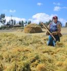 Lentil farmer in Ethiopia 