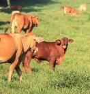 cows and bulls standing in a green paddock