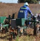 Testing of a prototype planter in the experimental farm of the University of Zimbabwe. Image: Frédéric Baudron