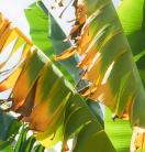 a close up of banana leaves