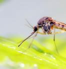 close-up of a mosquito on a green leaf