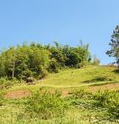 green bushes on a hill