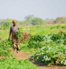 a woman holding vegetables, greenery, path