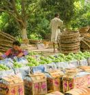 mangos at a market