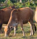 cattle grazing