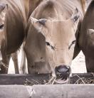 Cattle eating. Timor-Leste