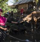 A smallholder farmer in Indonesia with a cow in a small village 