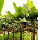 Fusarium wilt disease in banana crops, Indonesia