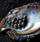 Pearls inside a shell, Pacific