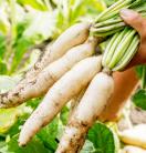 Vegetables-in-the-Philippines