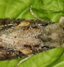 fall-armyworm-moth