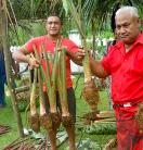 taro in Samoa