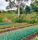 A-vegetable-communal-garden