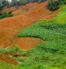 Uneven terrain in Fiji showing a vegetables plantation in the distance