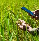 Close up of a person holding wheat blades and a mobile device in a green field