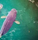 Giant Grouper fish swimming
