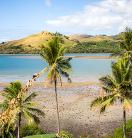 Image shows coconut trees in the foreground, a calm ocean and mountains in the background