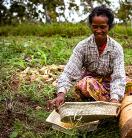 A worker at the Darasula Research Centre outside Baucau sorts through ground corn.