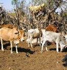 livestock in Africa