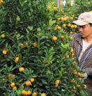 A lush green bush with many orange fruits in the foreground and a man wearing a cap and a long-sleeved shirt stands in the background looking at the fruit.