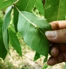 Eucalyptus-get-infected-by-insects-that-attack-the-leaves