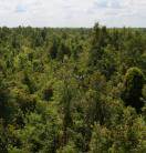 The Kalimatan peatlands in Indonesia show a lush green extensive forest.