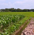 . Lush green corn plants fill the field, creating a picturesque landscape under the bright sunlight and clear skies in Can Tho City, Vietnam.