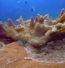 Coral under the sea in Australia