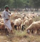 Pakistan-Animals-grazing