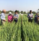 Five people standing in a crop field