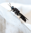 A close up of a black solder fly