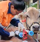 Researchers in Fiji install cannisters on cattle to measure gas emissions as part of efforts to monitor greenhouse gas emission from livestock. 