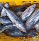 A yellow basket of fish (Tuna)