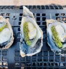 Tropical blacklip rock oyster with seaweed on top 